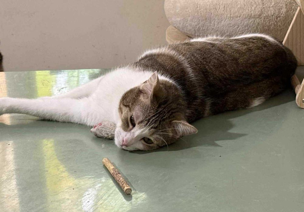 Kocurek Dior czeka na cud!