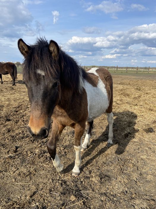 Ogier Hucuł Walientte Programowy