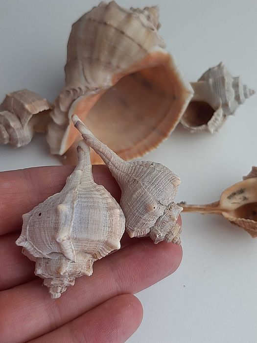 zestaw muszli morskich