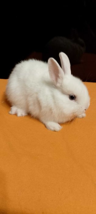 Króliczki miniaturki