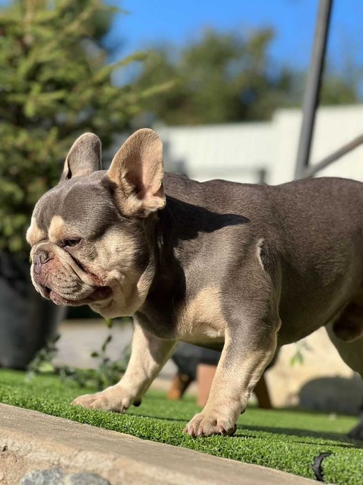 Молодой мальчик французского бульдога лиловый 3 года
