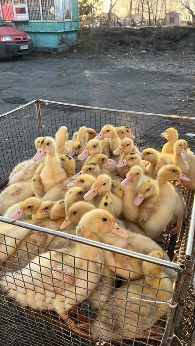 Продам качки , кури,гуси , бройлери , курчата