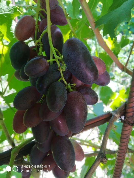 Продам саженцы винограда и чубуки