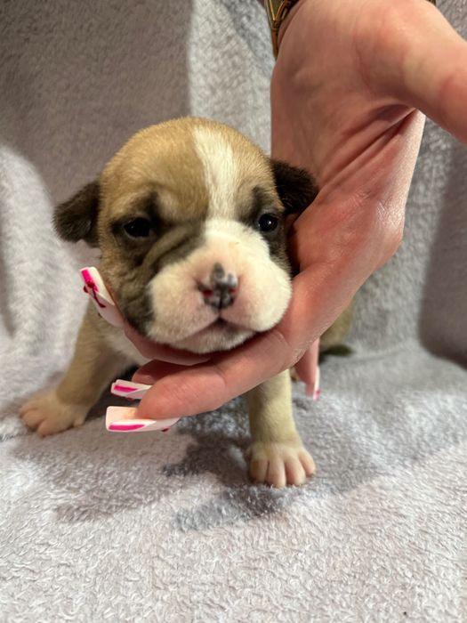 American Bully!!