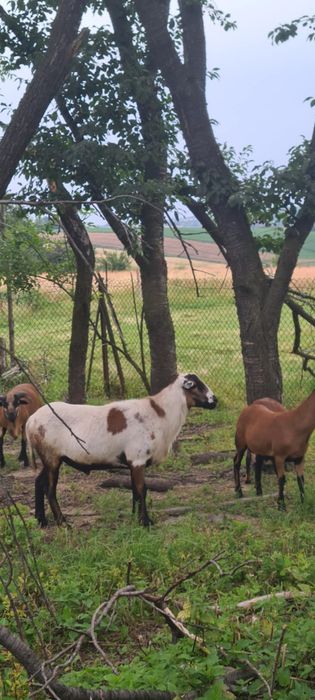 Barany barbados owce kameruńskie