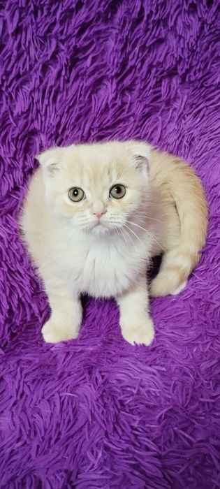 Шотландська скоттіш фолд дівчинка