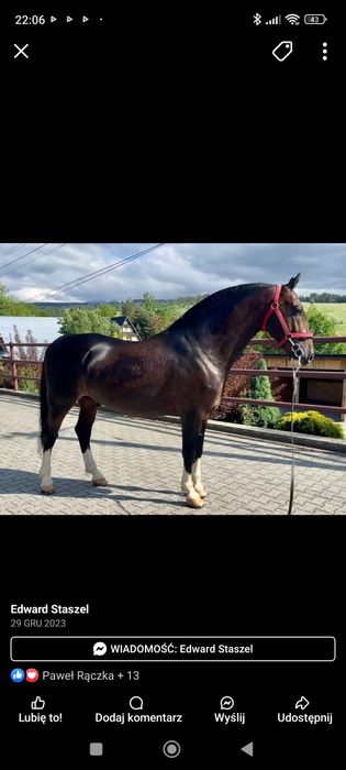 Klacz śląska 4 lata