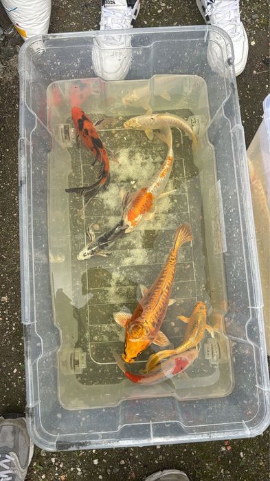 Vendo lote inteiro + 80 kois mais material