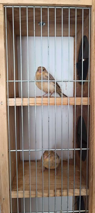 Kanarki młode samczyki