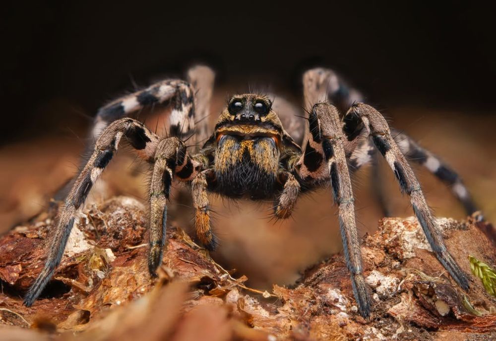 Lycosa tarantula l6/7