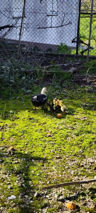 Patos mudos vivos e Perus-PROMOCAO