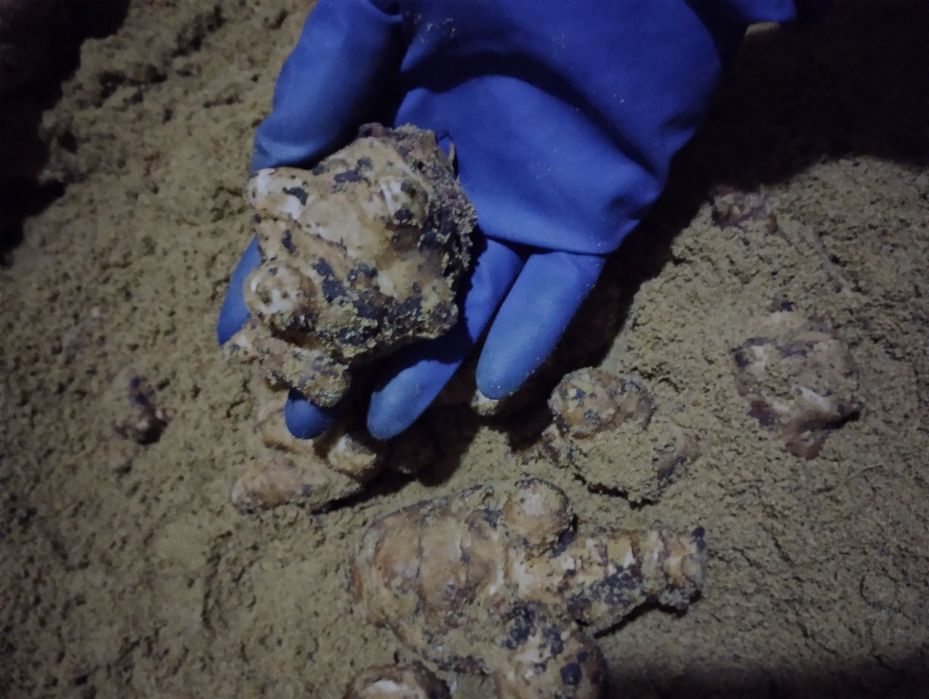 Топінамбур (земляна груша)