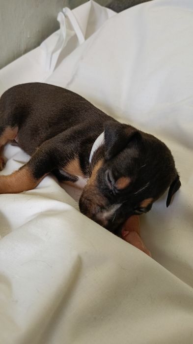 Стаффоширскій тер'єр цуценята