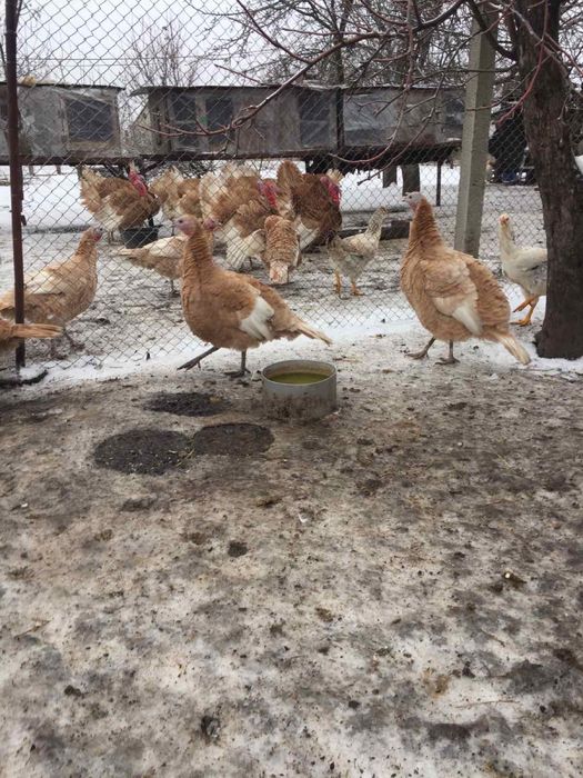 Продам інкубаційне яйце узбекских палевих індиків( индюк, индюшка)