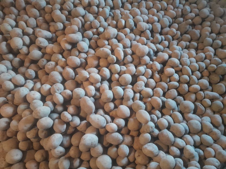 Ziemniaki jadalne i sadzeniaki tajfun owacja