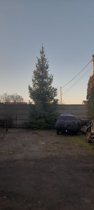 Ялинка в подарунок віддам.