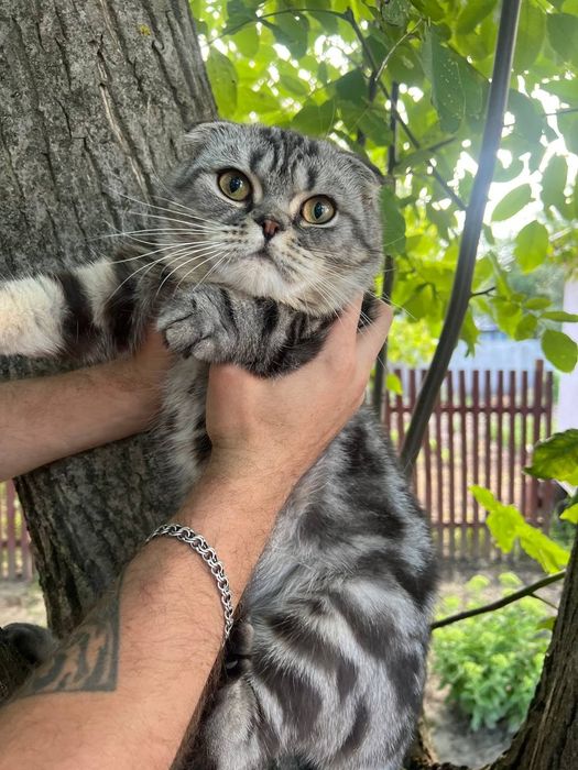 Продам Шотландських кошенят