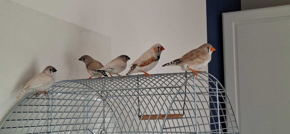 młode zeberki ptaki