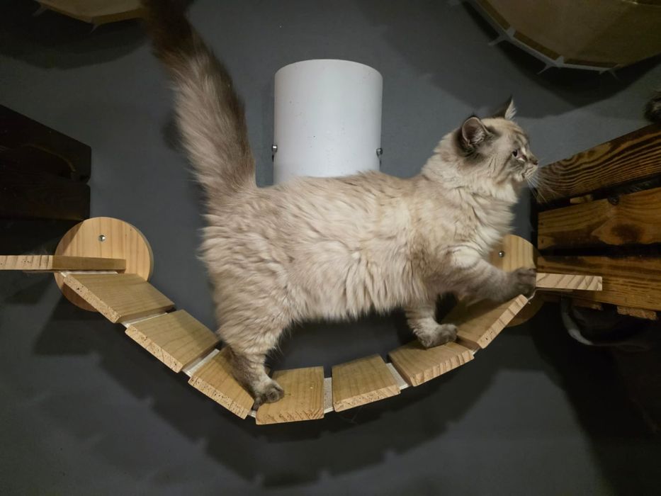 po Championach rodowód FPL FIFE Neva Masquerade kotka kot Syberyjski