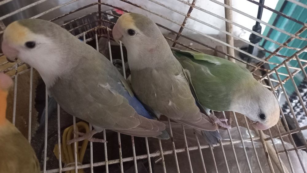 Vendo caturras, piurras e rosicois s entre outros passarinhosinhos