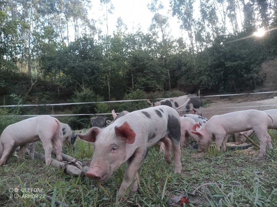 Leitoes para venda