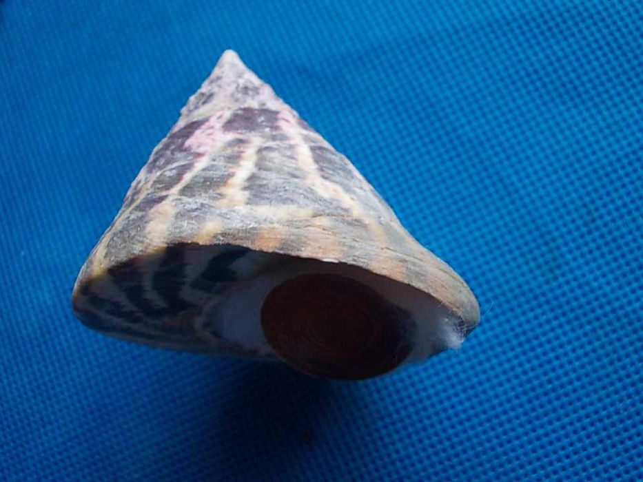 Muszle morskie- Tectus pyramis