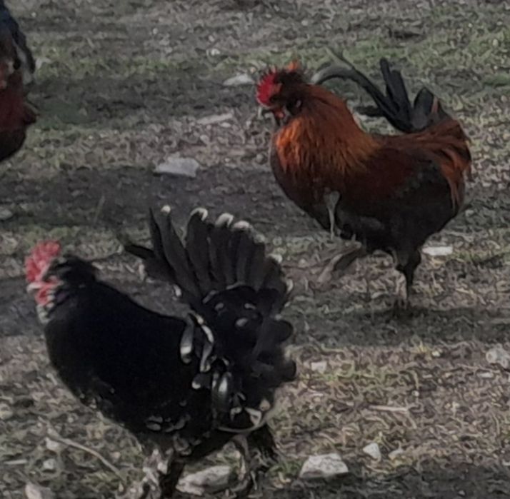 Півники Бентамки