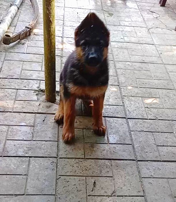 Шикарные щенки с прекрасной родословной.