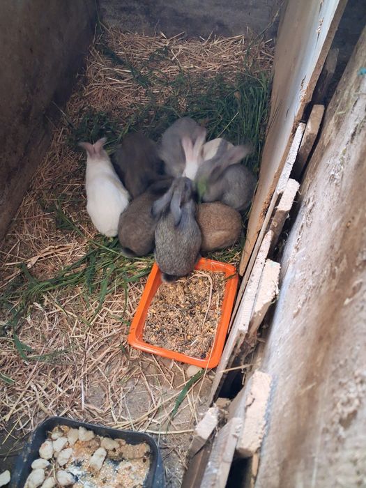 Vendo galos e coelhos