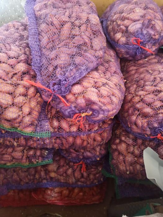 Кущівка цибулька