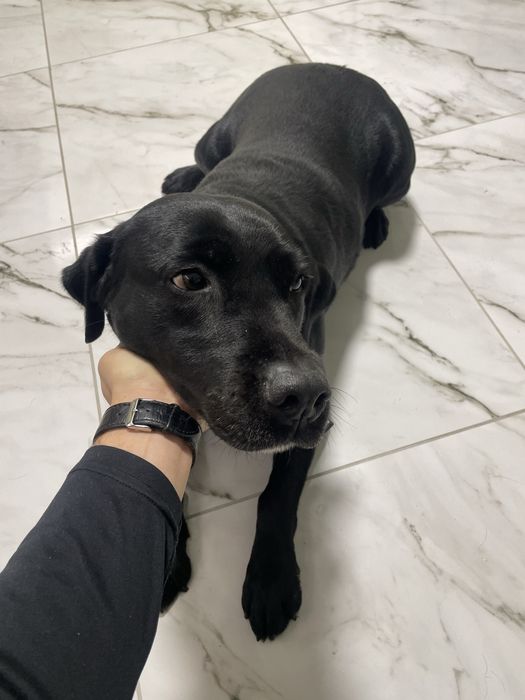 Лабрадор віддамо в добрі руки