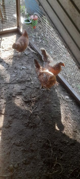 Aves  6 garnizos femeas e algarnizo adulto macho 60 eur as 7 aves0s
