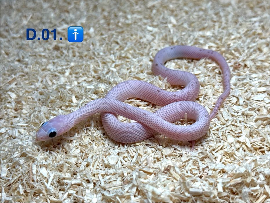 Wąż zbożowy - Palmetto charcoal