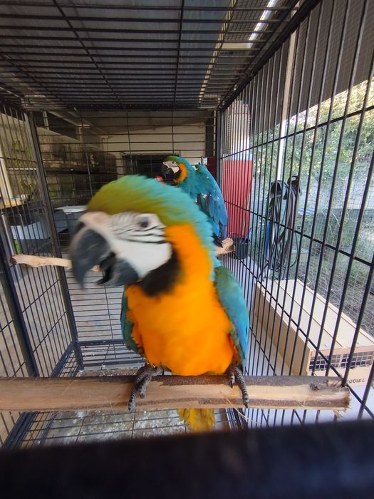 Ara ararauna ararauna