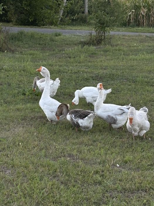 Холмогори 2025р. Можливий отп та торг