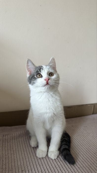 Котенок-мальчик 2.5 месяца