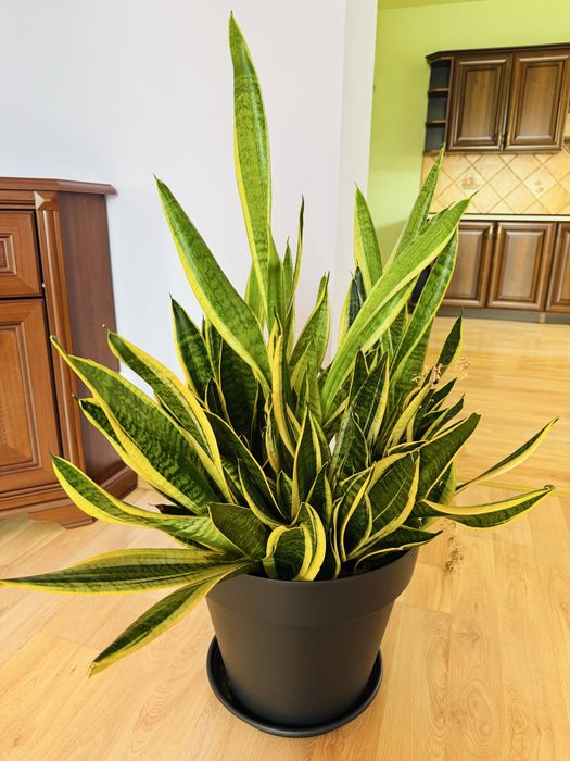 Kwiat Sansevieria
