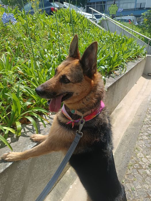 Dog Walking / Petsitting