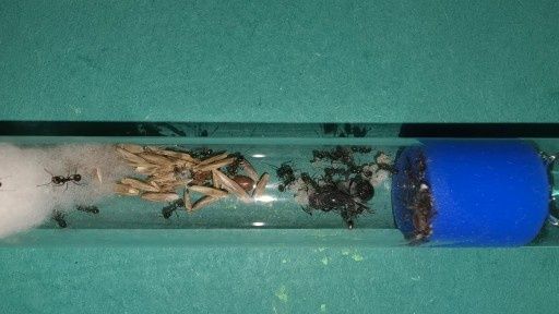 Mrówki Messor Barbarus Q+10-20w - Mrówki dla początkujących.