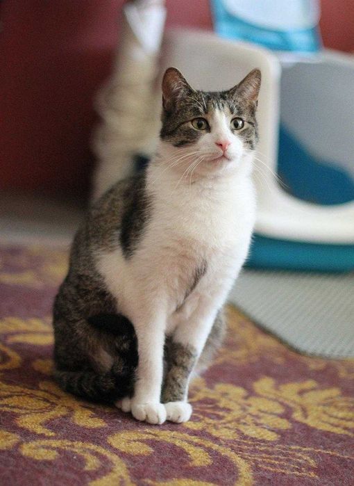 Staś ok 3 letni kocurek szuka domu niewychodzącego