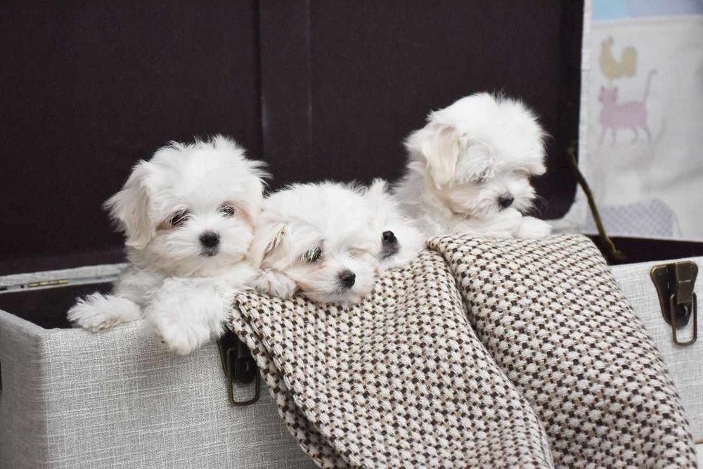 Шикарные щенки Мальтезе