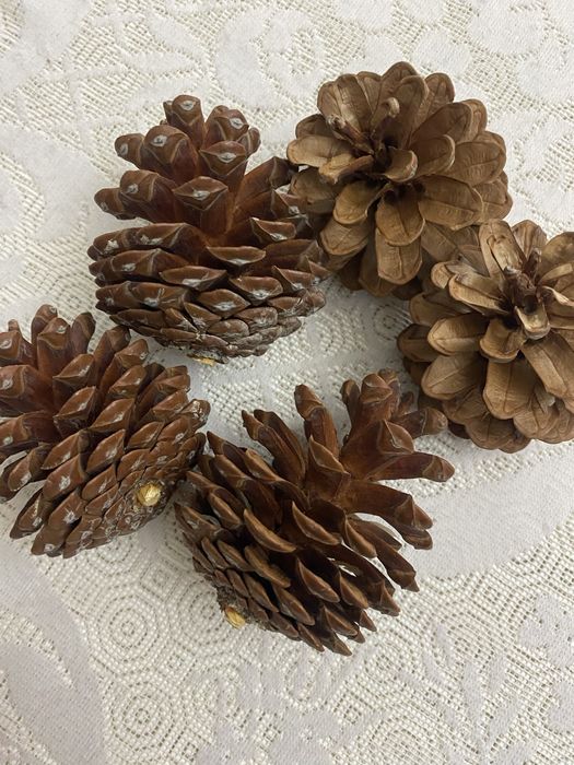 Pinhas verdadeiras mini