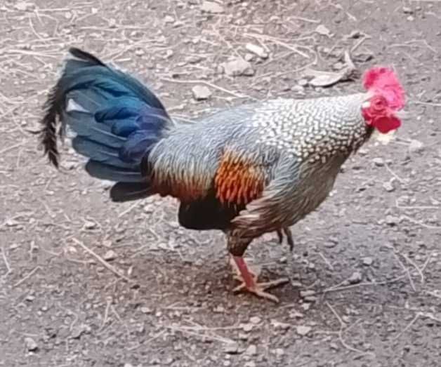 Íbis-Eremita, Gallus Sonneratii e Guttera Pucherani