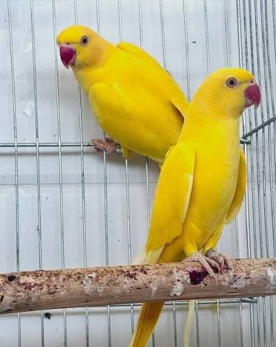 Ring necks Lutinos e Azuis 2025