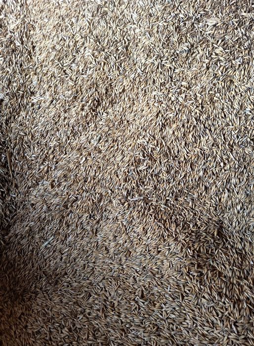 OWIES BINGO zbiór 2025 ( Pellet)