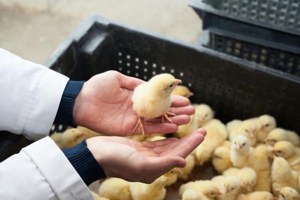 Добовий бройлер кобб росс