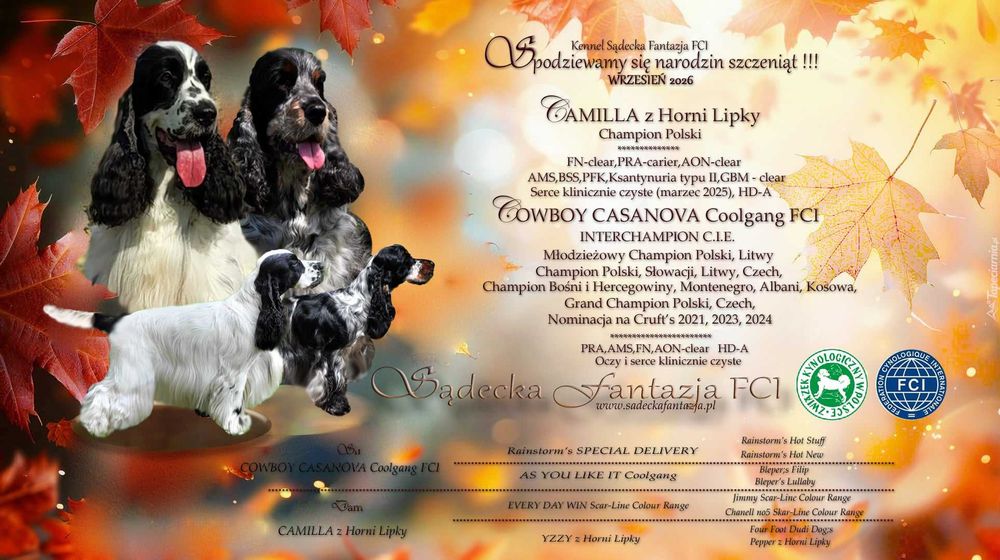Cocker Spaniel Angielski - zapowiedz miotu