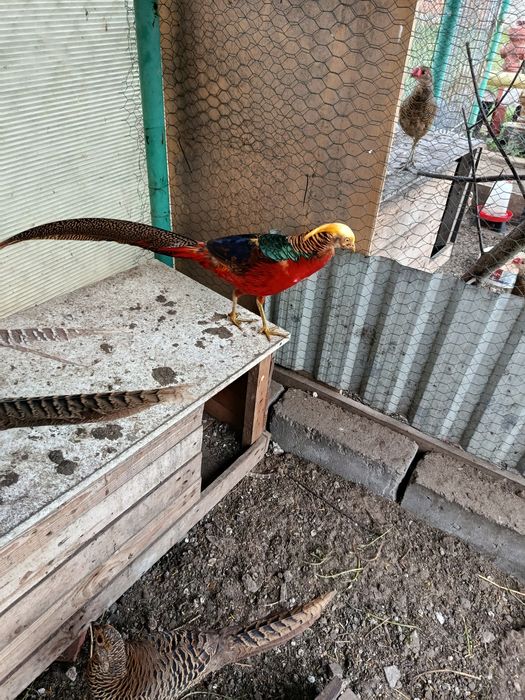 Bazanty złote  ozdobne  2025