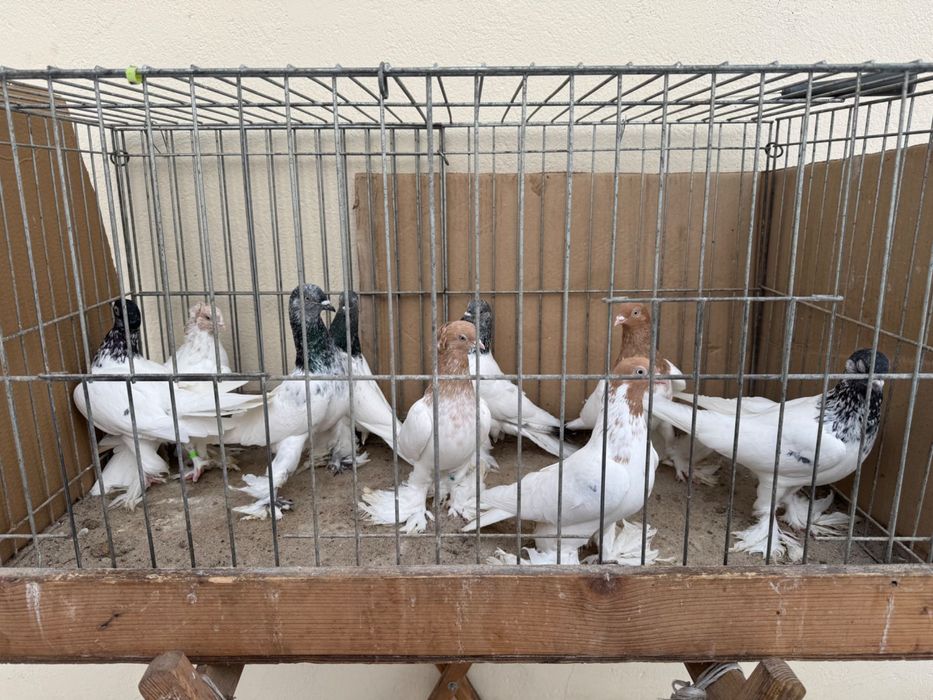 Gołębie Budapeszty 2025 rok