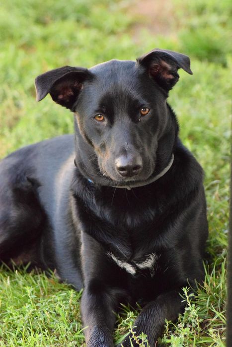 Około 1,5 roczna Hera czeka na odpowiedzialny dom!